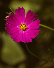 Obraz premium Pink garden cosmos flower blooming