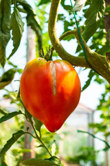 Bunch of tomato plants in a small greenhouse