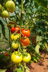 Bunch of tomato plants in a small greenhouse