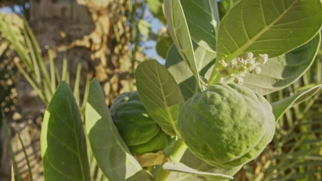 Apple of Sodom (Calotropis procera) fruits