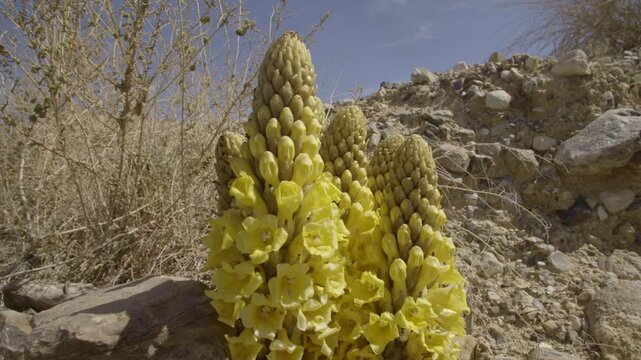 Cistanche tubulosa is a parasitic plant desert heterotrophic species in the genus Cistanche. It lacks chlorophyll and obtains nutrients and water from the host plants whose roots it parasitizes