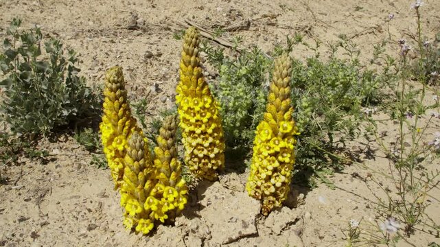 Cistanche tubulosa is a parasitic plant desert heterotrophic species in the genus Cistanche. It lacks chlorophyll and obtains nutrients and water from the host plants whose roots it parasitizes