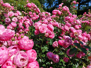 Fototapeta premium rose flowers Pomponella - rosy bush is blooming in garden