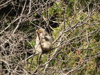 Obraz premium 白神山地のニホンザル