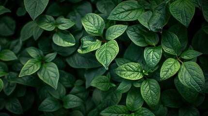 Vibrant green leaves create a lush background, perfect for nature, organic, or wellness themes, Ideal for eco-friendly branding, gardening blogs, or environmental campaigns,