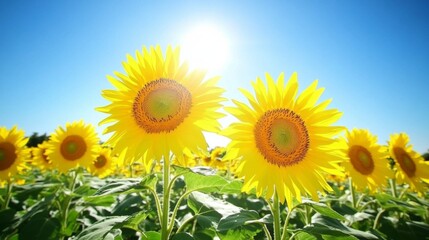 Fototapeta premium A bright yellow sunflower field under a clear blue sky, showcasing the vibrant blooms stretching towards the sun in a beautiful, natural setting.