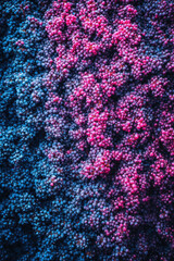 Red Wine Production Grape Crushing