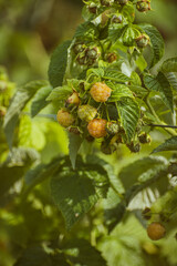 Ripening yellow raspberries on the vine