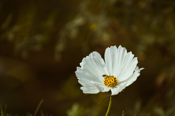 White garden cosmos flower blooming
