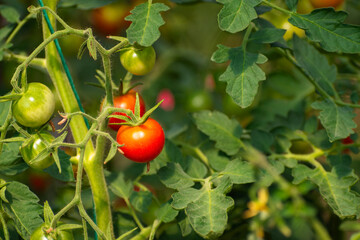 Bunch of tomato plants in a small greenhouse