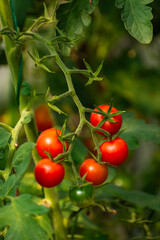 Bunch of tomato plants in a small greenhouse