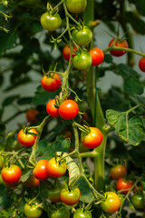 Bunch of tomato plants in a small greenhouse