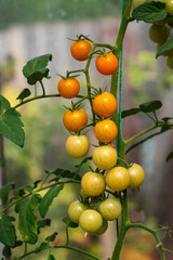 Bunch of tomato plants in a small greenhouse