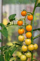 Bunch of tomato plants in a small greenhouse
