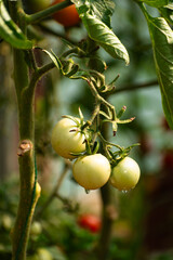 Bunch of tomato plants in a small greenhouse