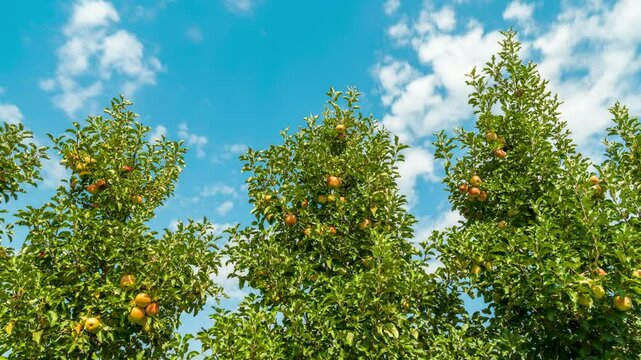 A majestic time-lapse shot of three apple trees covered with ripe red apples under a beautiful blue sky with white clouds floating across it.