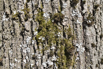 green moss on the bark of an old tree