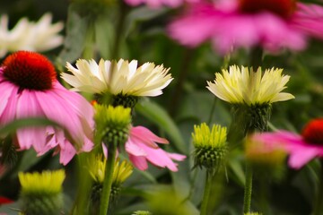 Obraz premium flowers in a garden