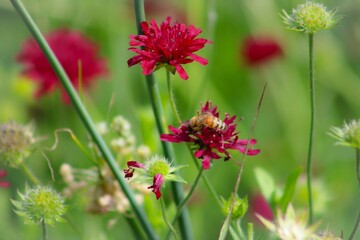 red and yellow flowers