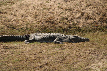 Nile Crocodile in the Kruger Park