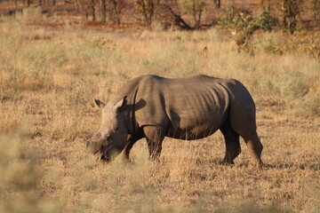 Fototapeta premium Rhino Dehorned in the Kruger Park