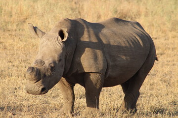 Obraz premium Rhino Dehorned in the Kruger Park