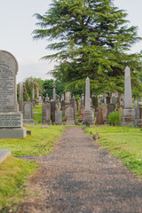 Fototapeta premium Stirling cemetery. Scotland, United Kingdom. Highlands of Scotland. Rabbits between the tombs.