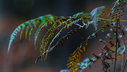 Fougères et bruyères sauvages dans la forêt des Landes de Gascogne