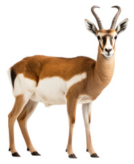 Obraz premium PNG Wildlife animal mammal portrait.