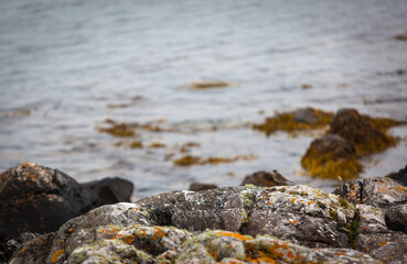 Purple Sandpiper bird in a rock pool on a small beach on the remote Scottish island of Eriskay