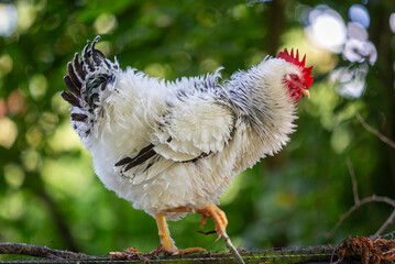 Cockerel on top of his enclosure, Image shows the male chicken on top of his enclosure after breaking free on a hot summers day in Surrey