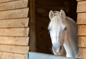 Obraz premium Close up of a white pony or grey, Image shows the mare looking over her stable door on a small farm in Surrey