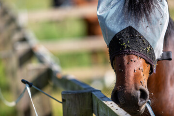 Bay pony wearing a fly mask and covered in flies, Image shows a bay Section A Welsh cob gelding wearing a fly mask during the summer being protected from a large number of fruit flies