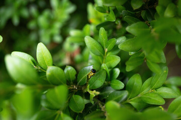 Close-up of box tree moth caterpillar or cydalima perspectalis on Buxus sempervirens bush.