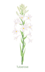 Simple Flowering Tuberose Garden Plant