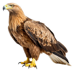 Obraz premium PNG Eagle buzzard animal beak.