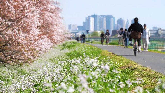 【神奈川県・川崎市－東京都・大田区】多摩川の春景色、土手に咲く花々と川崎の街並み　パンニング　
Scenery of the Tama River riverbed in spring. - Kanagawa, Toyko, Japan - panning