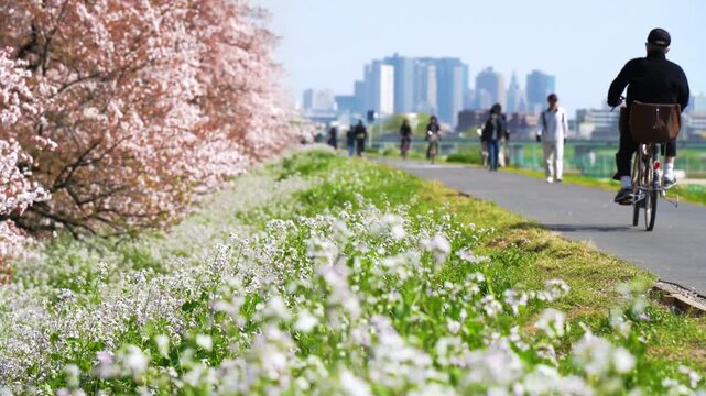 【神奈川県・川崎市－東京都・大田区】多摩川の桜景色、土手に咲く春の花々と川崎の街並み　フィックス　
Scenery of the Tama River riverbed in spring. - Kanagawa, Toyko, Japan - fix