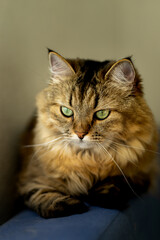 Fluffy domestic cat with green eyes on a blue sofa