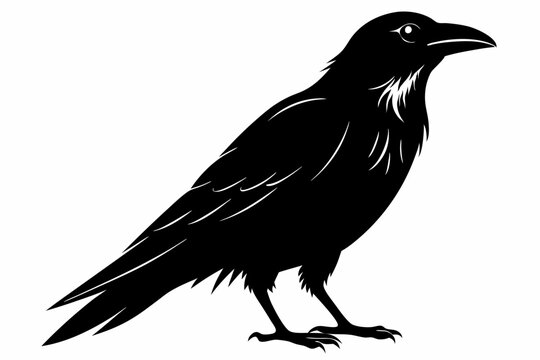 recommend clip art: Raven silhouette vector art. Crow bird icon illustration