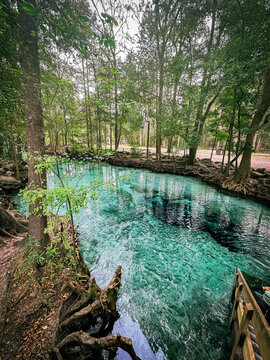 Forest and tree roots ring the shallow clear aqua spring waters in the woods, Devil's Run, Ginnie Springs, Florida