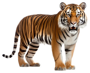 Fototapeta premium PNG Tiger wildlife animal mammal.