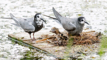 black headed gulls