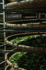 processing tea leaves drying on drying rack in tea factory