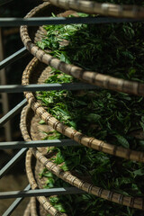processing tea leaves drying on drying rack in tea factory