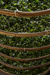 processing tea leaves drying on drying rack in tea factory