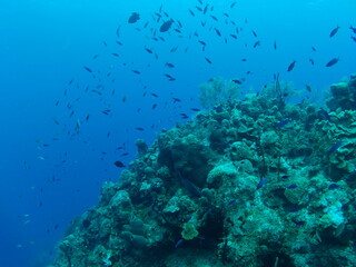 Reef
