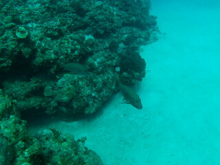 coral reef and diver