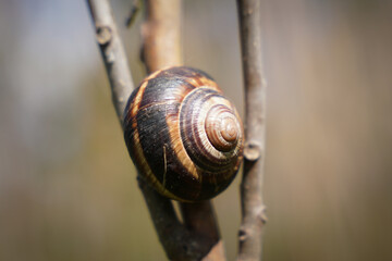Snail on a branch