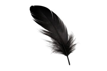 Elegant Black Feather Isolated on Transparent Background
